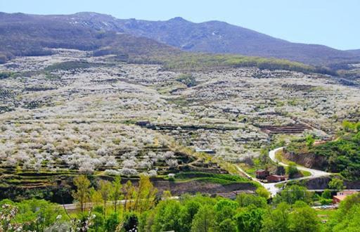 Casas Rurales El Cerro Y El Cerezo Navaconcejo Esterno foto
